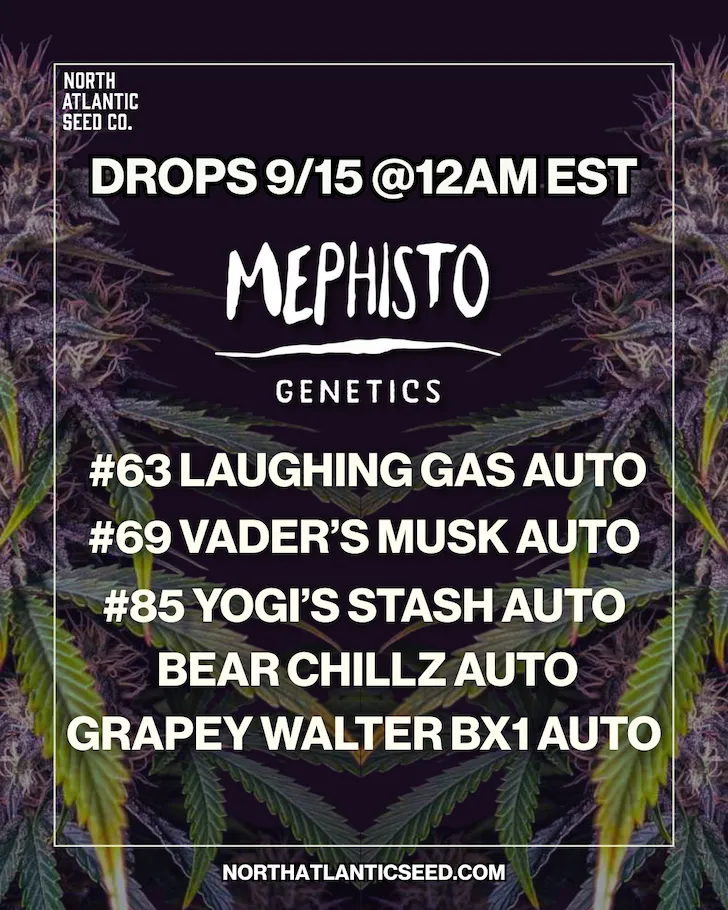 Mephisto Genetics Autos cannabis seeds