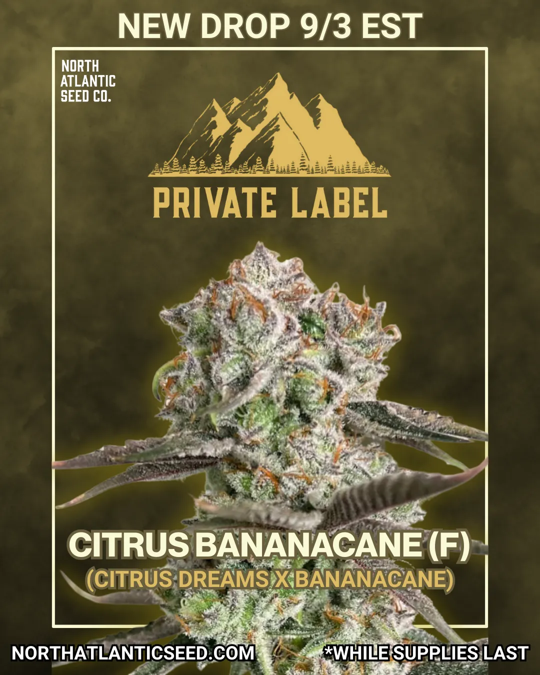 Private Label cannabis seeds