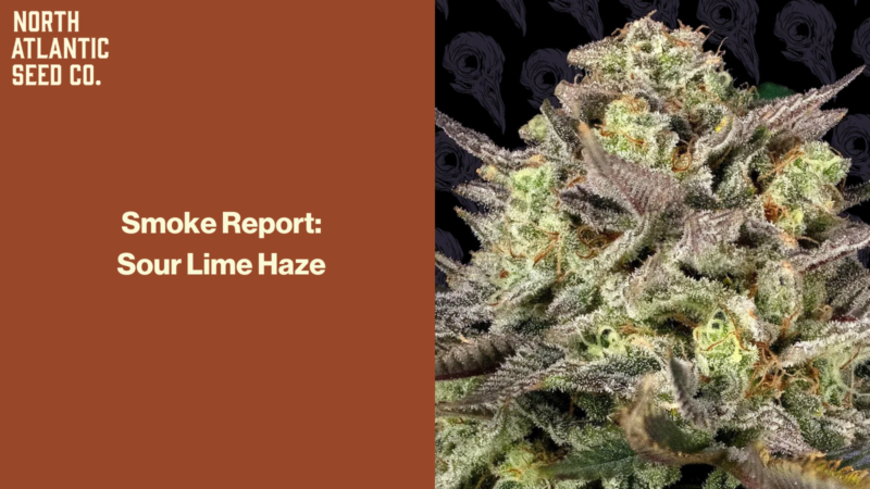 Smoke Report: Sour Lime Haze by Dirty Bird Genetics
