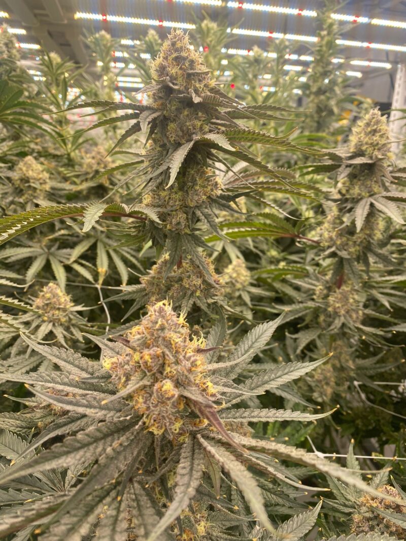 strawberry canyon cannabis seeds by mosca seeds