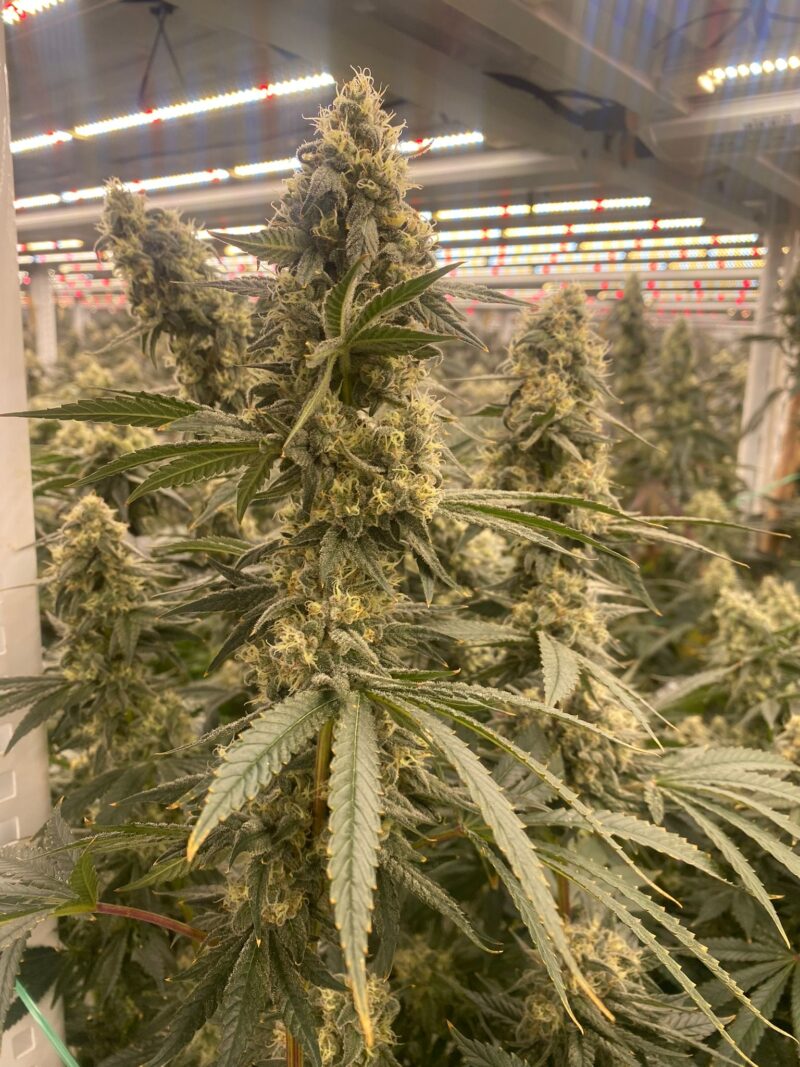 strawberry canyon cannabis seeds by mosca seeds