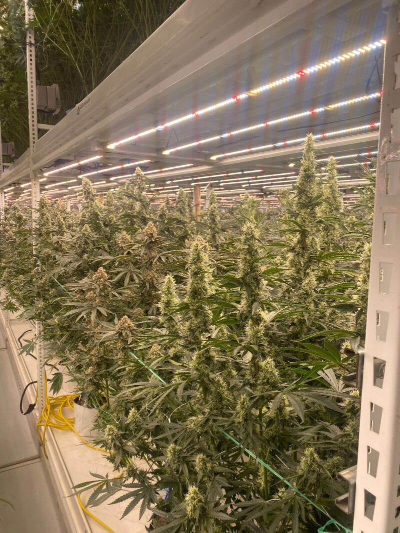 strawberry canyon cannabis seeds by mosca seeds