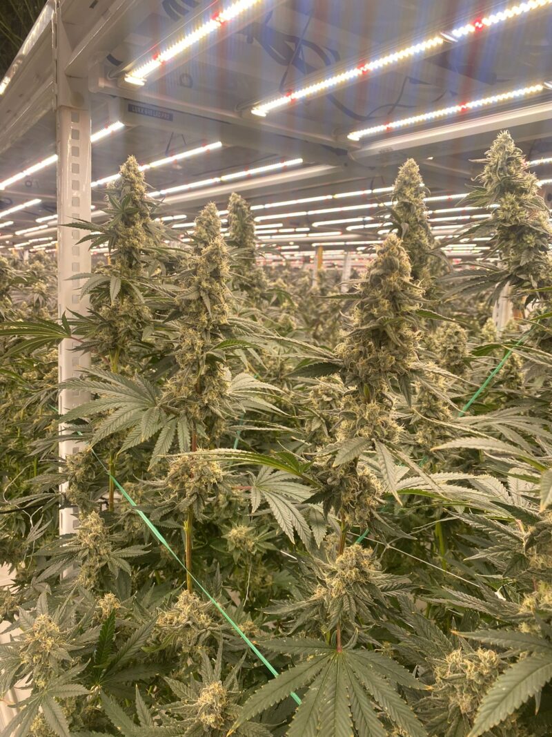 strawberry canyon cannabis seeds by mosca seeds