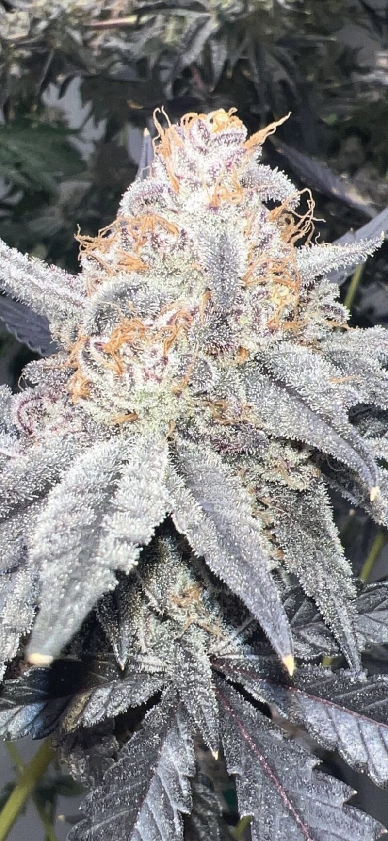 strawberry frosty cannabis seeds by mosca seeds