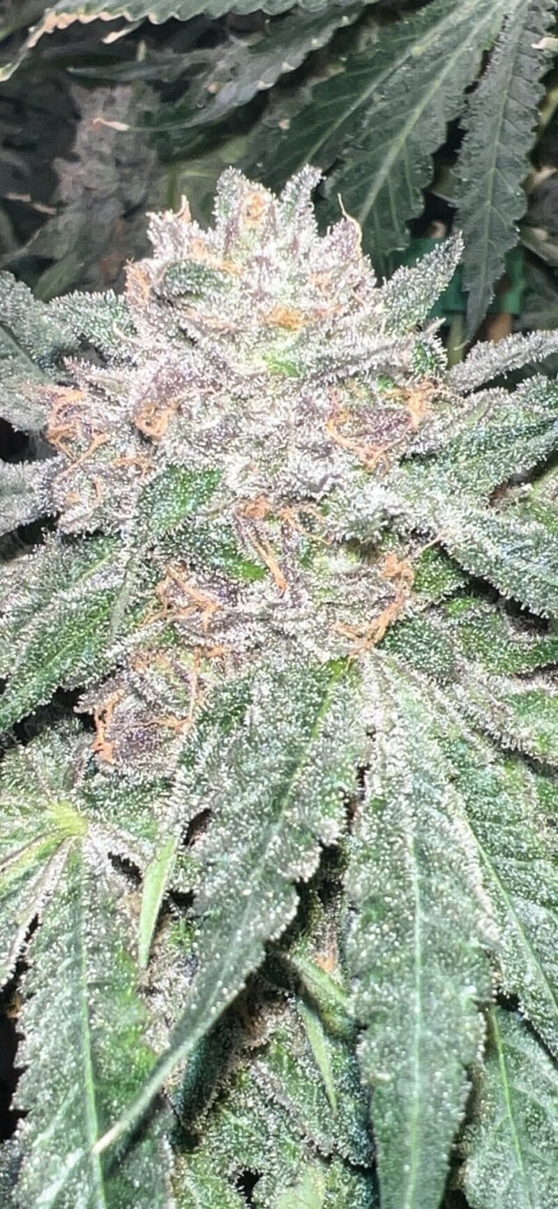 strawberry frosty cannabis seeds by mosca seeds
