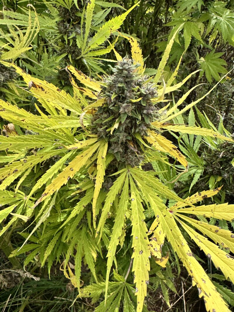strawberry frosty cannabis seeds by mosca seeds