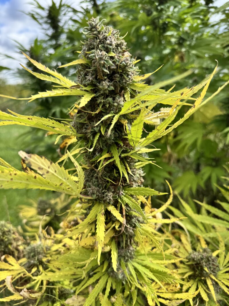 strawberry frosty cannabis seeds by mosca seeds