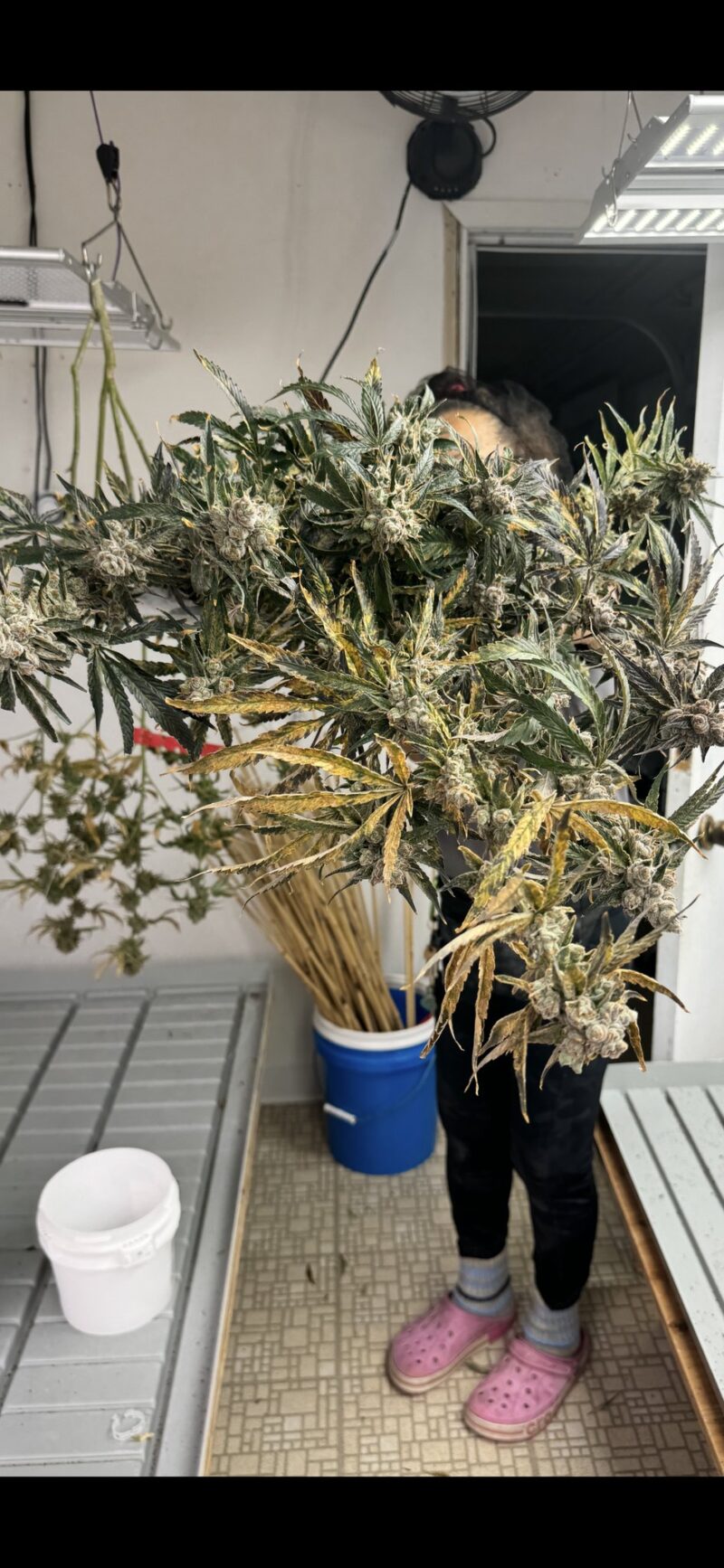 strawberry yum yum cannabis seeds by mosca seeds