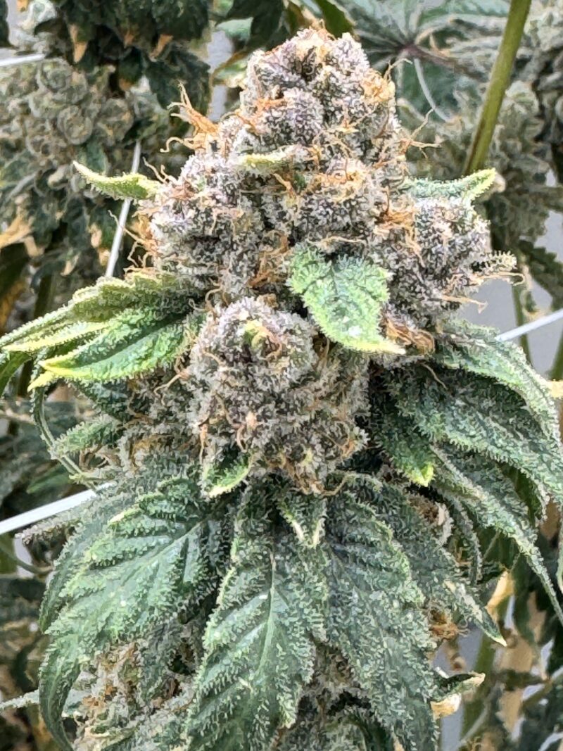 strawberry yum yum cannabis seeds by mosca seeds