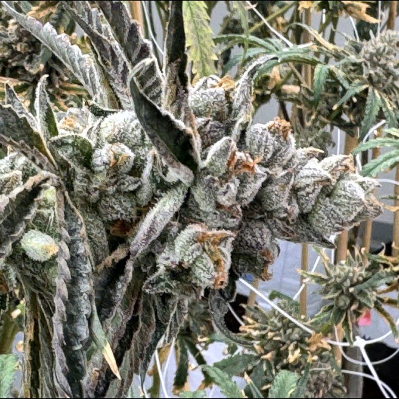 strawberry yum yum cannabis seeds by mosca seeds