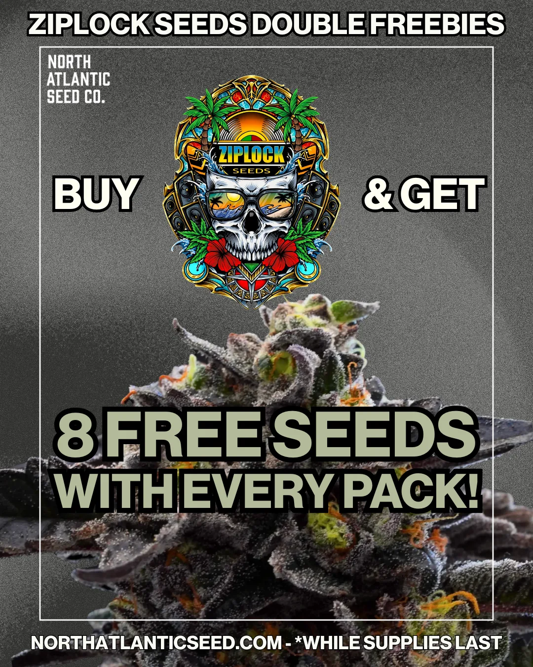 Ziplock Seeds cannabis seeds