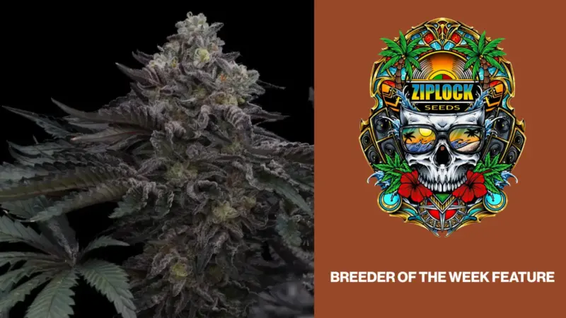 Ziplock Seeds: Notes from the Breeder