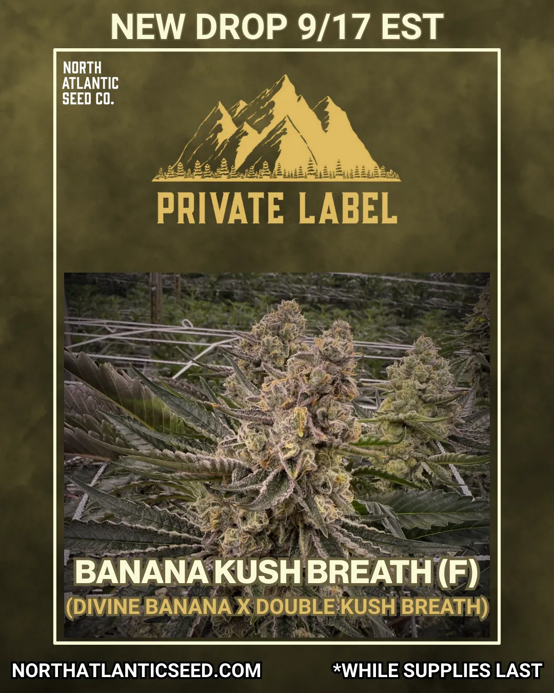 Private Label cannabis seeds