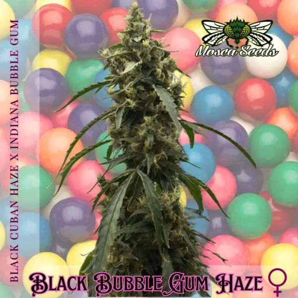 black bubble gum haze cannabis seeds by mosca seeds
