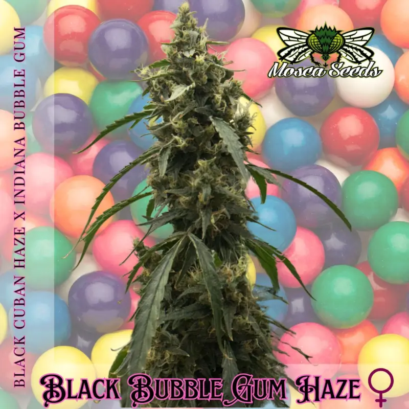 black bubble gum haze cannabis seeds by mosca seeds