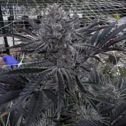 butter balm cannabis seeds by solfire gardens