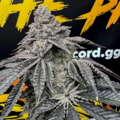 dirty water cannabis seeds by solfire gardens