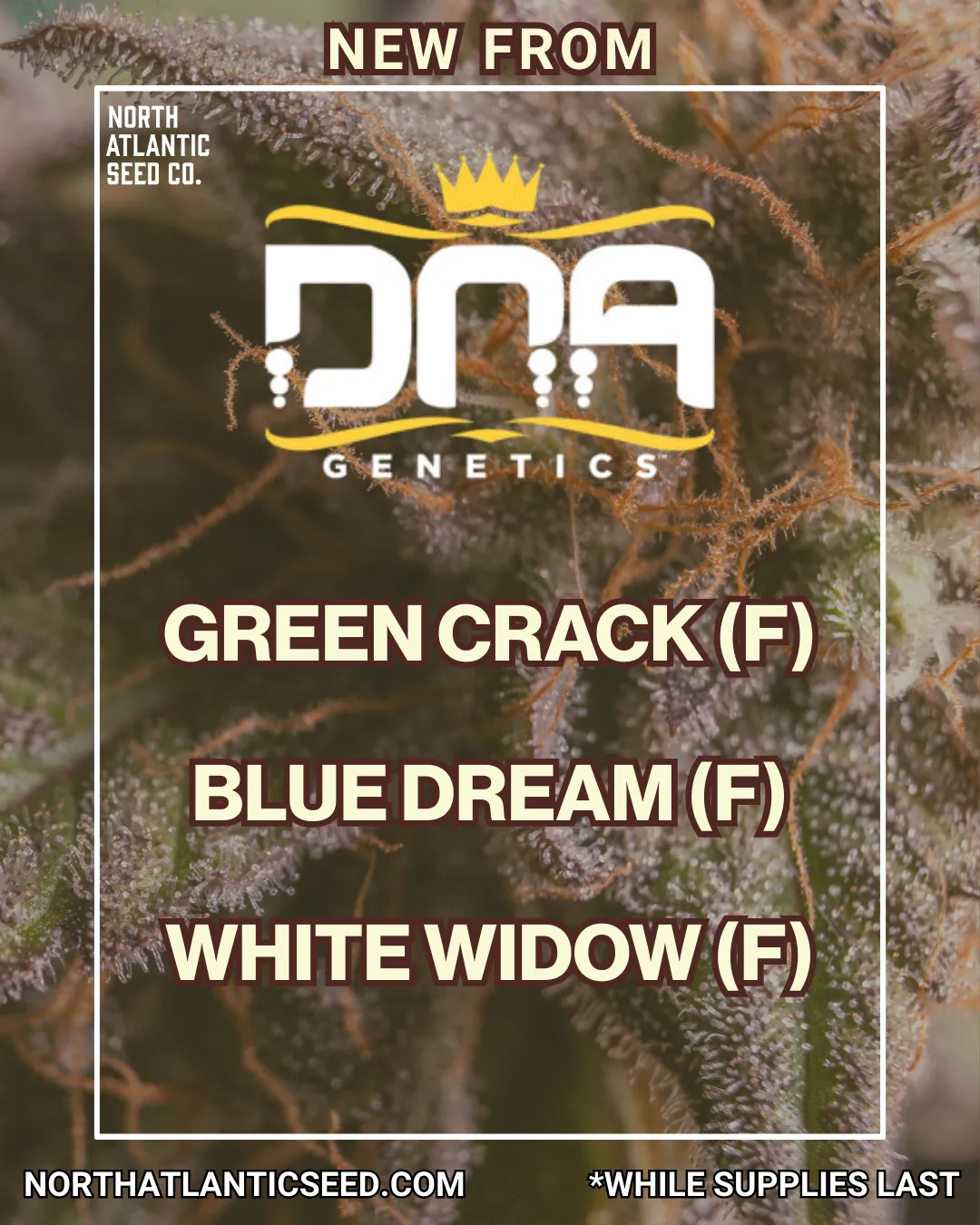 DNA Genetics cannabis seeds