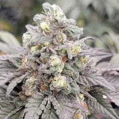 drizzle cannabis seeds by in house genetics
