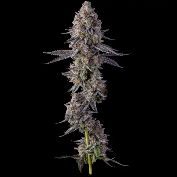 el chivo cannabis seeds by compound genetics