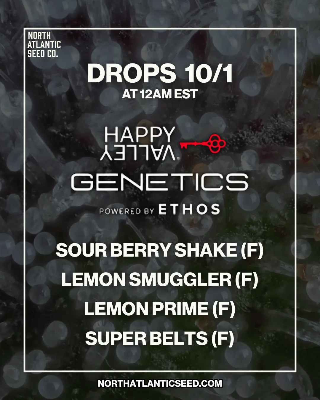 Happy Valley Genetics 2025 Drop cannabis seeds