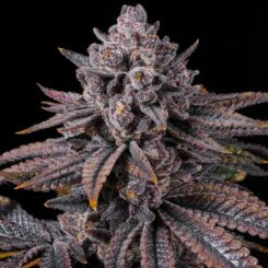 highlighter cannabis seeds by lit farms