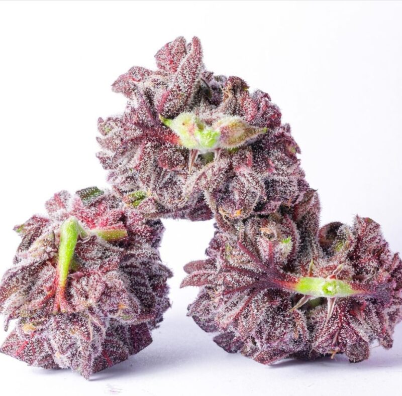 highlighter cannabis seeds by lit farms