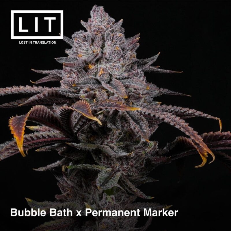 highlighter cannabis seeds by lit farms