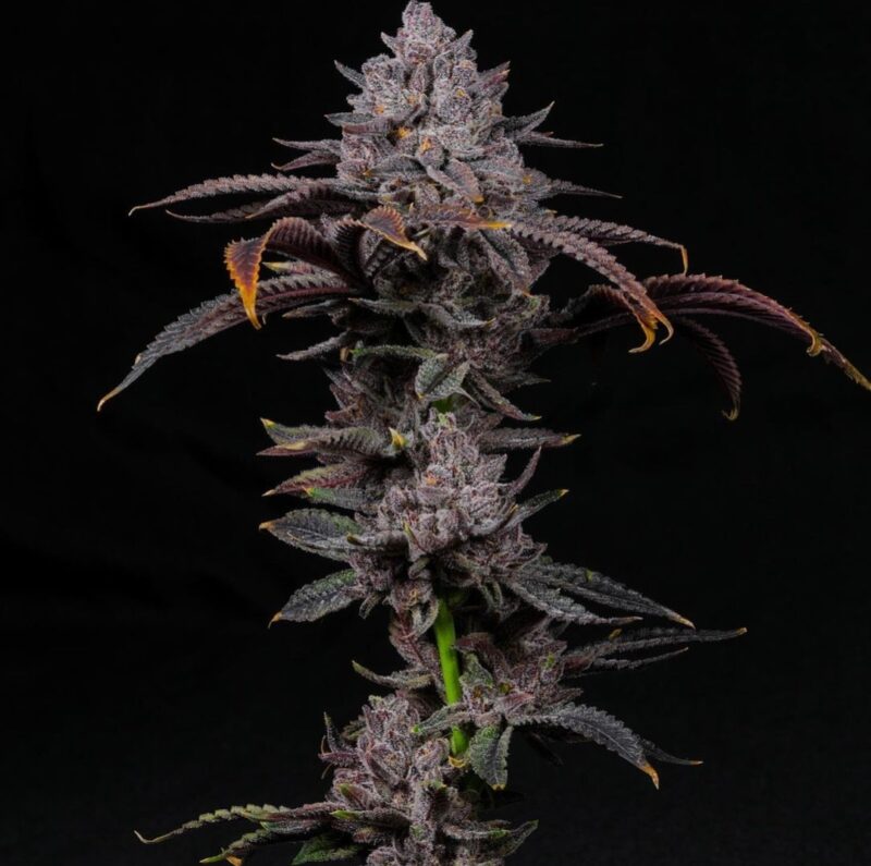 highlighter cannabis seeds by lit farms
