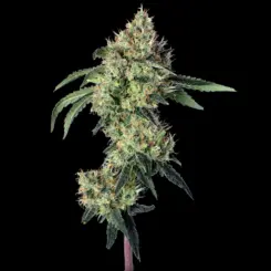 lemon prime cannabis seeds by happy valley genetics
