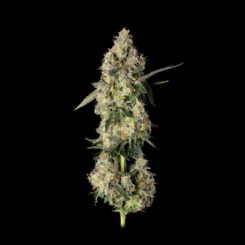 lemon smuggler cannabis seeds by happy valley genetics