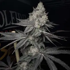 lucid vision cannabis seeds by solfire gardens