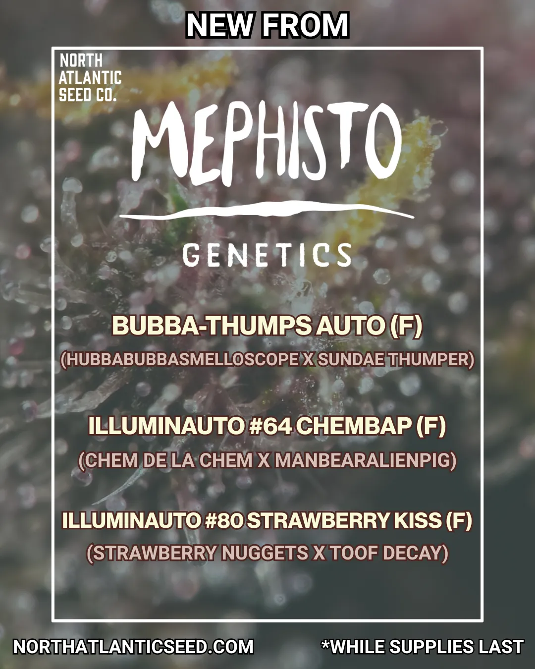 Mephisto New Strains August 2025 cannabis seeds