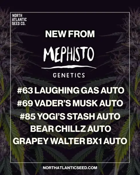 Mephisto Genetics Autos's promotional image