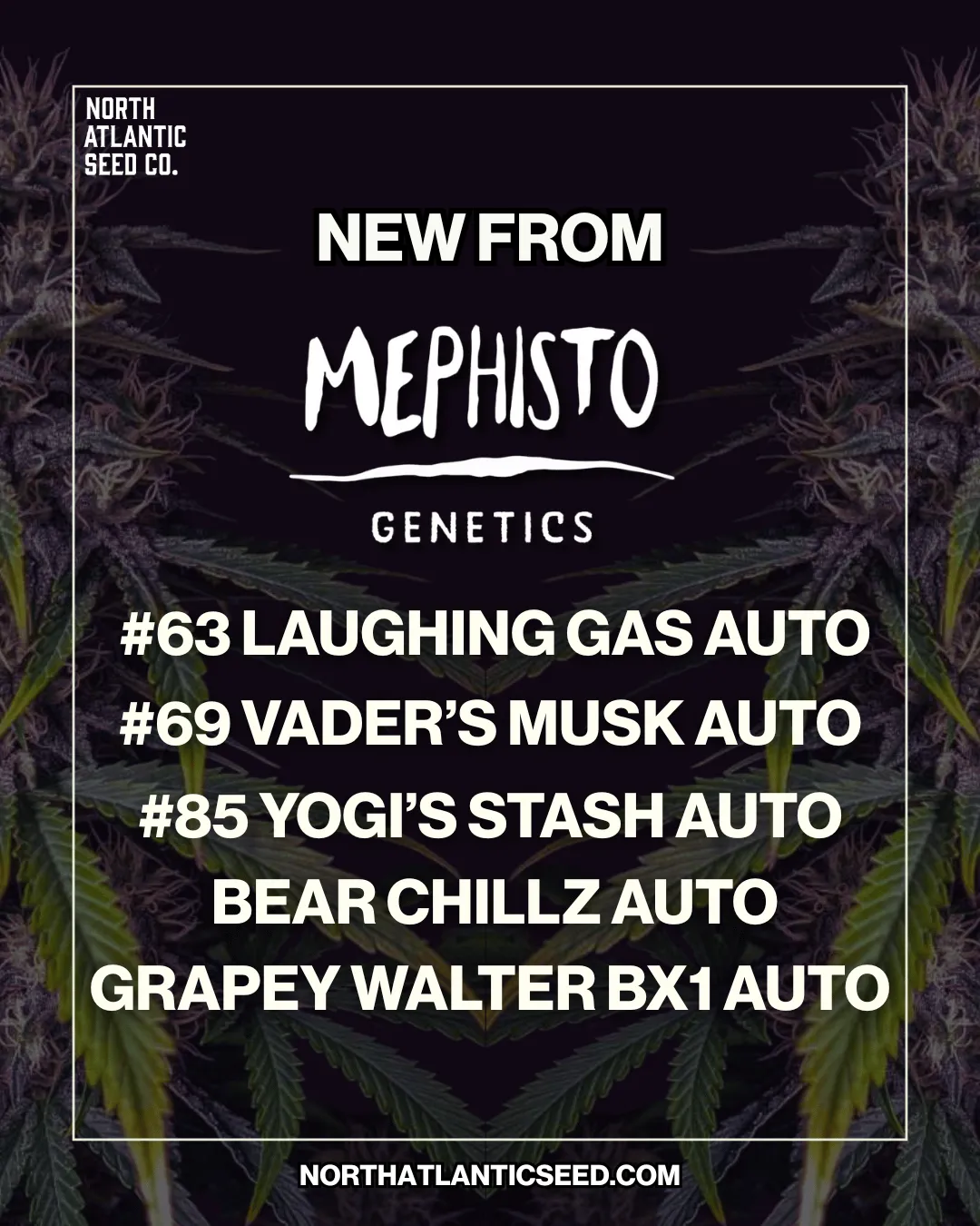 Mephisto Genetics Autos cannabis seeds