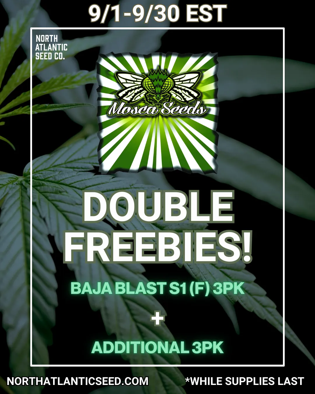 Mosca Seeds cannabis seeds