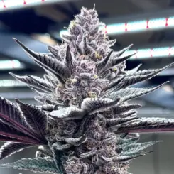 pink milk cannabis seeds by solfire gardens