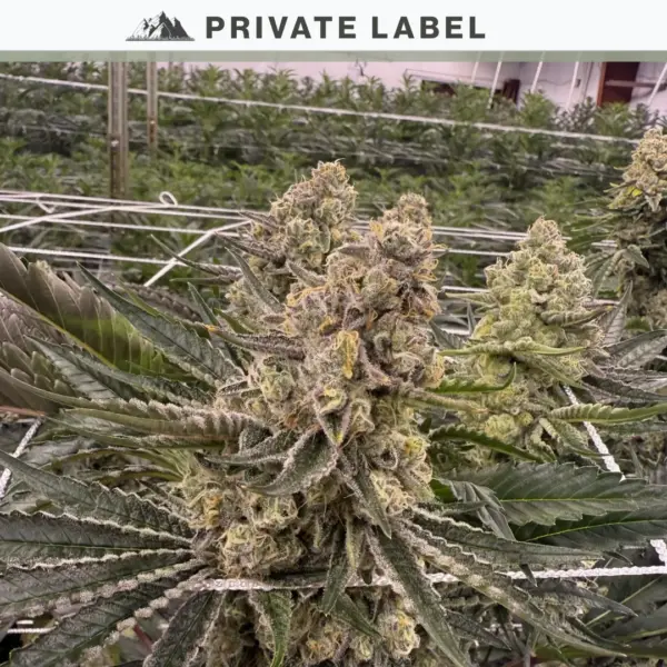 banana kush breath cannabis seeds by private label