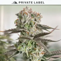 citrus bananacane cannabis seeds by private label