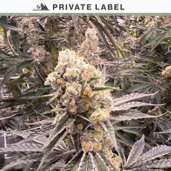platinum jellysickle cannabis seeds by private label