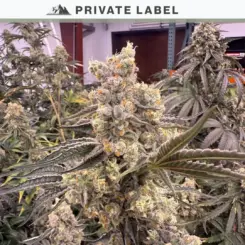 sour bananacane cannabis seeds by private label