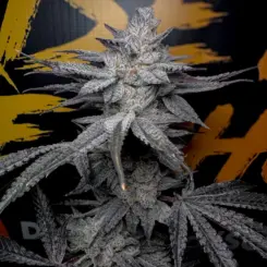 rubicite cannabis seeds by solfire gardens