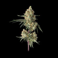 sour berry shake cannabis seeds by happy valley genetics