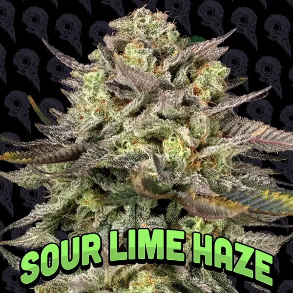 Sour Lime Haze