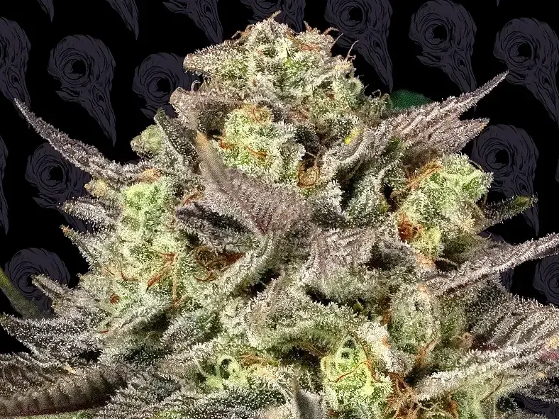 Sour Lime Haze (F)