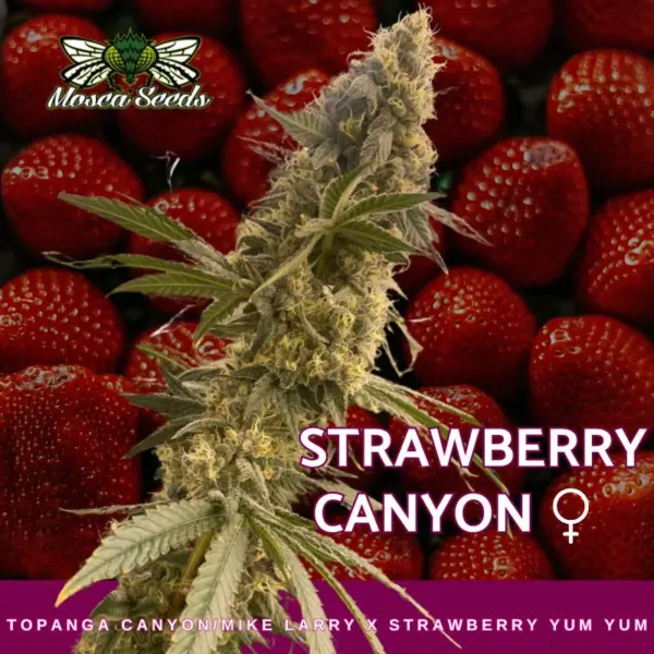 strawberry canyon cannabis seeds by mosca seeds