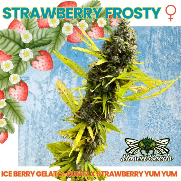 strawberry frosty cannabis seeds by mosca seeds