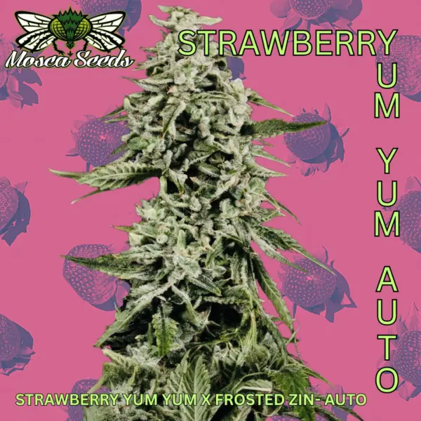 strawberry yum yum auto cannabis seeds by mosca seeds