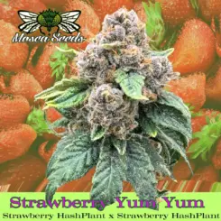 strawberry yum yum cannabis seeds by mosca seeds
