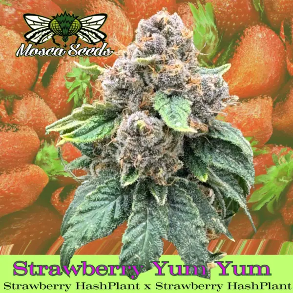 strawberry yum yum cannabis seeds by mosca seeds